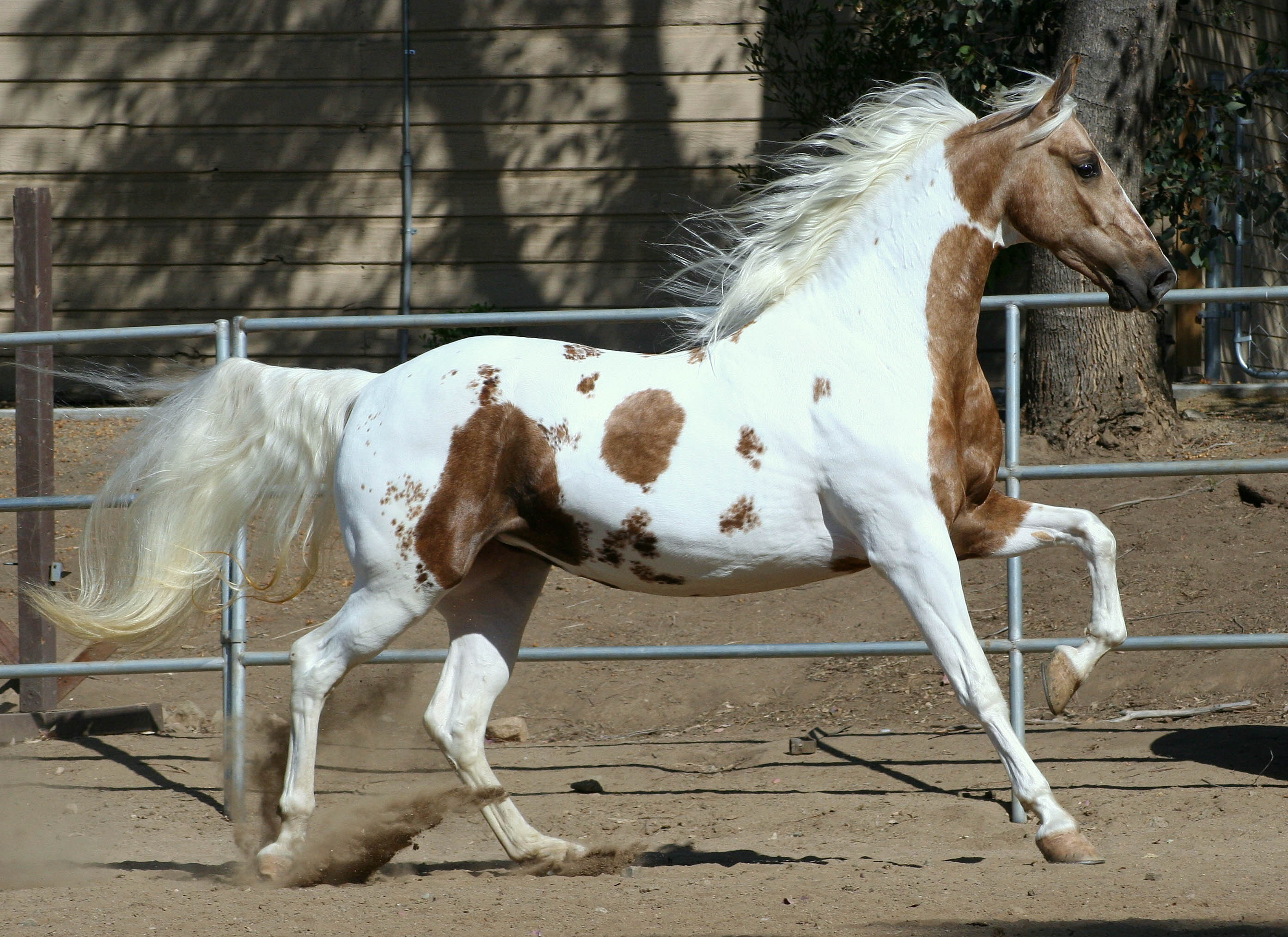 american-horses-7