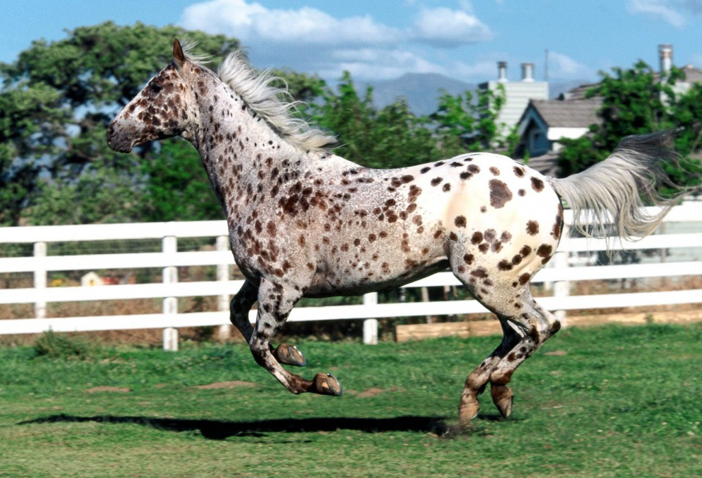 american-horses-11-1024x698