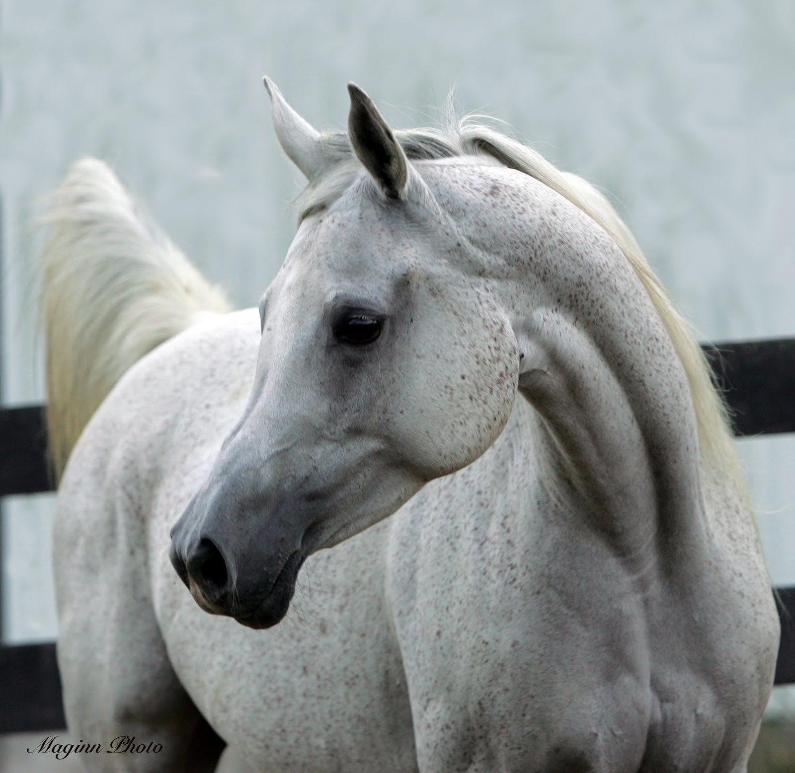 Arabian-Horse-11