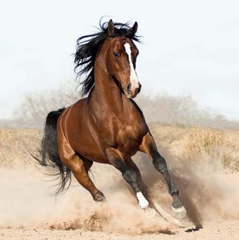 arabian_horse