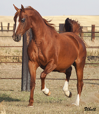 fancychestnut_wv-Border