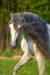 andalusian-horse-white-green-field